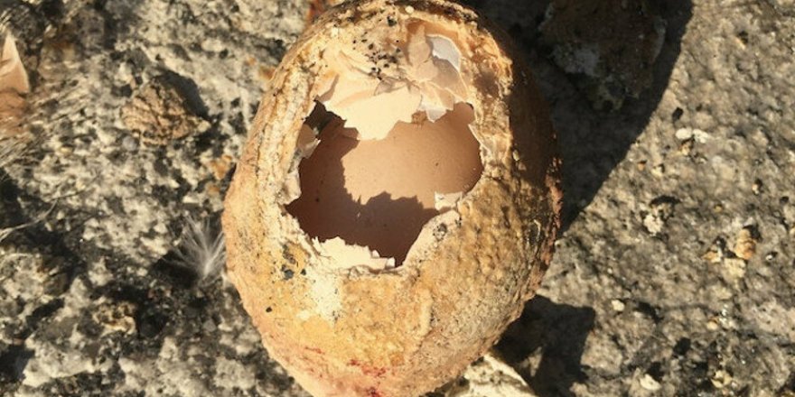 Subhanallah! 4 katmanlı yumurtadan yumurta çıktı