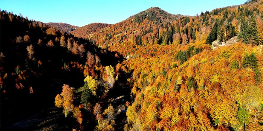 Türkiye'nin en büyük blok ormanlarını barındıran Yenice'de sonbahar güzelliği