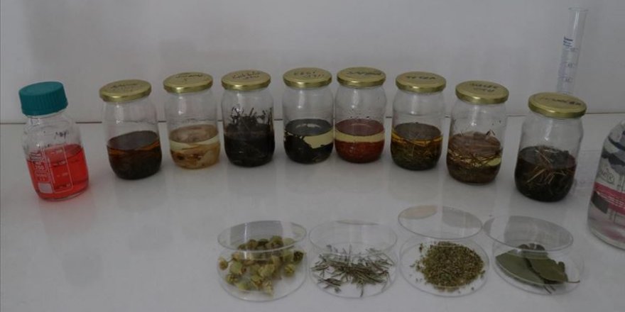 Aromatik bitki yağlarının etken maddesinden takviye edici gıda üretildi