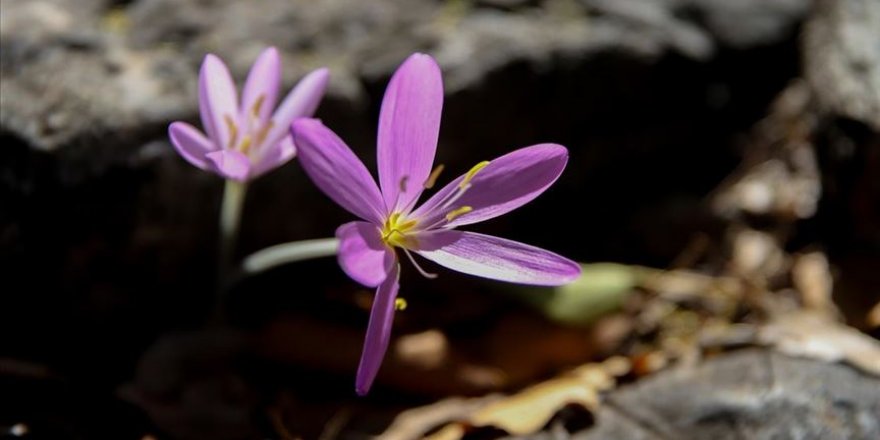 Koruma altındaki Termessos çiğdeminin lokasyonu GPS cihazlarıyla belirleniyor