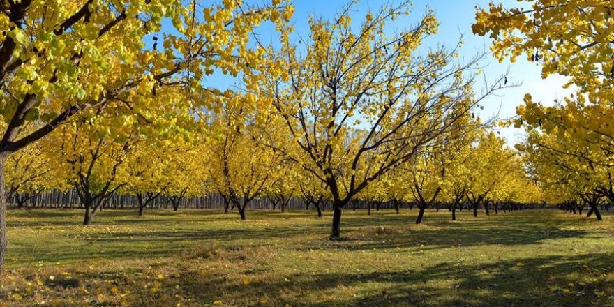 Kayısı bahçelerinde masal gibi sonbahar