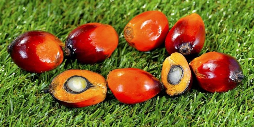 Nijerya palmiye yağına yıllık 500 milyon dolar ödüyor