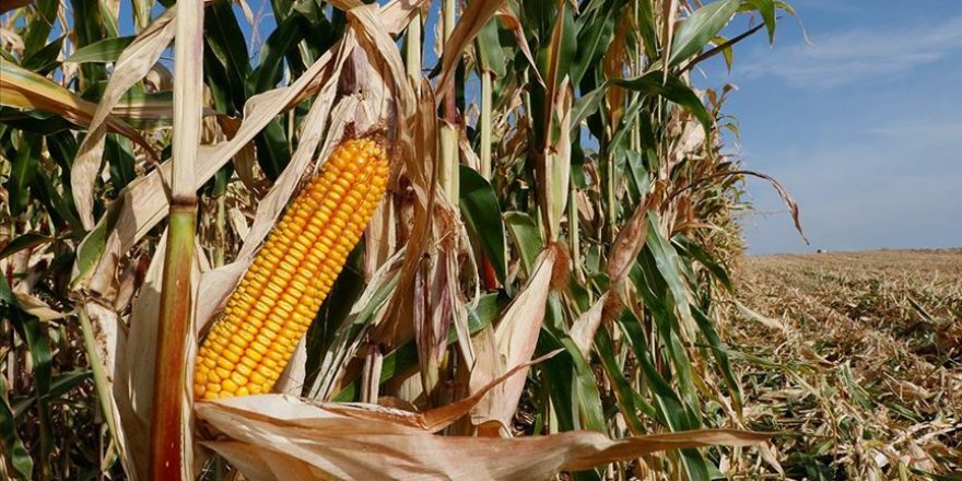 Mısır fiyatıyla çiftçinin yüzünü güldürdü