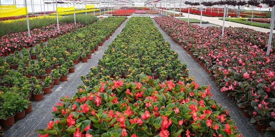 Meslek lisesinin seralarında yetiştirilen süs bitkileri markalaşma yolunda