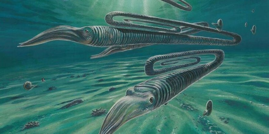 Ataç benzeri deniz yaratığının 200 yıl yaşayabildiği keşfedildi