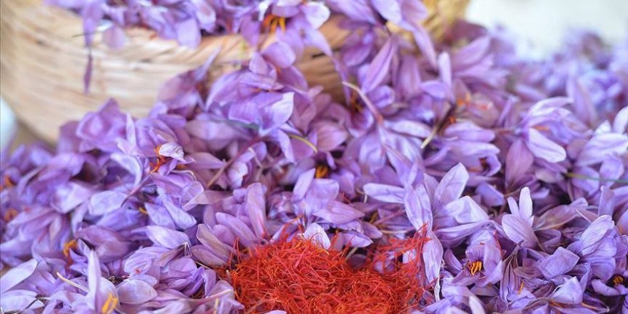 'Milli bitki'nin verimi üreticiyi memnun etti