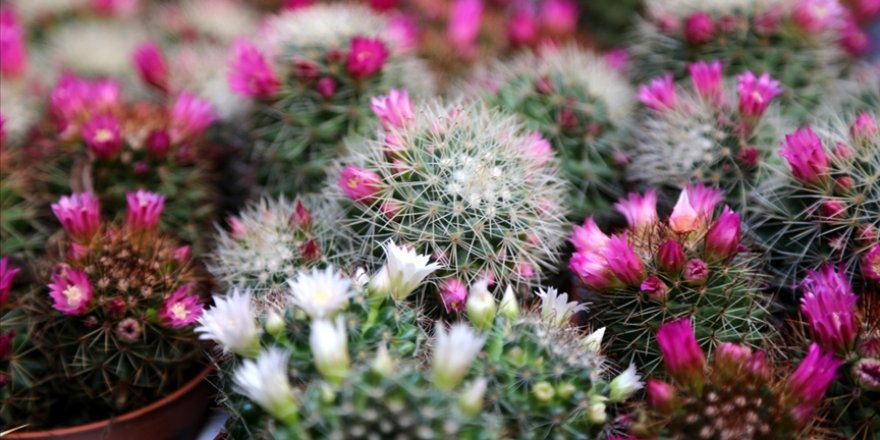 Bitkilerin de insanlar gibi gündüzcü ya da gececi olduğu ortaya çıktı