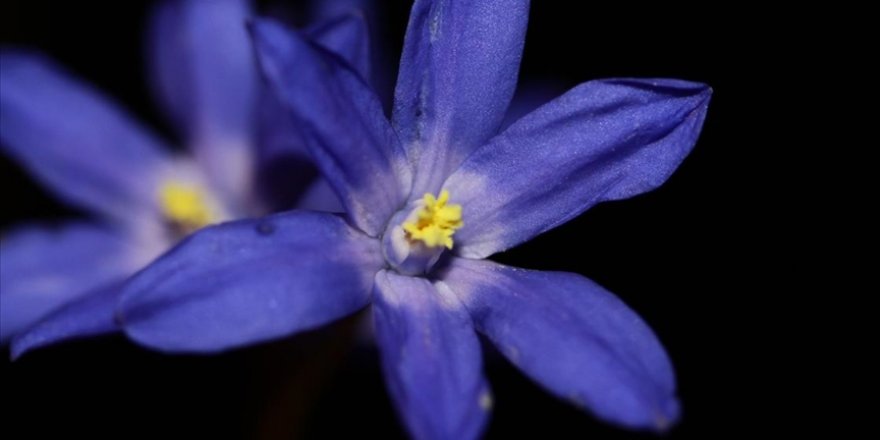 Araştırmacılar, bitki köklerinin toprağa nasıl kazındığını kaydettiler