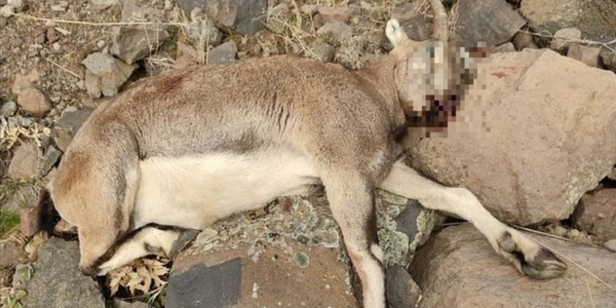 Tunceli'de koruma altındaki yaban keçisini avlayan kişiye para cezası kesildi