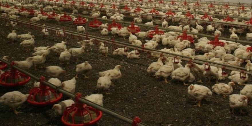 Güney Kore’de 390 binden fazla tavuk ve ördek itlaf edildi