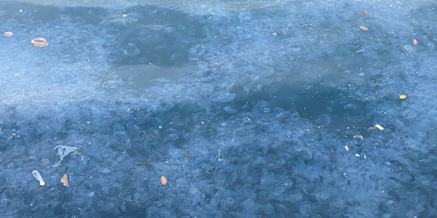 Üsküdar'da binlerce denizanası kıyıya vurdu