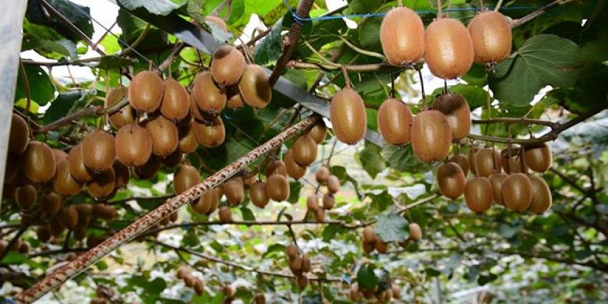 Pandemide C vitamini deposu kiviye ilgi arttı