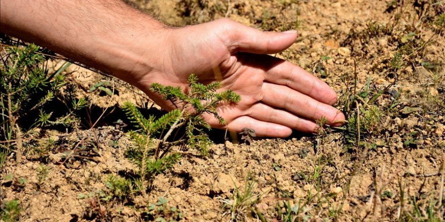 Türkiye'nin "Biyolojik Çeşitlilik Haritası" oluşturuldu