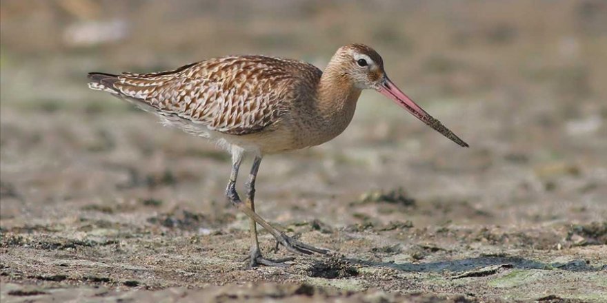 Hatay'da görüntülenen 2 yeni kuşla kayıt altına alınan tür sayısı 372'ye ulaştı