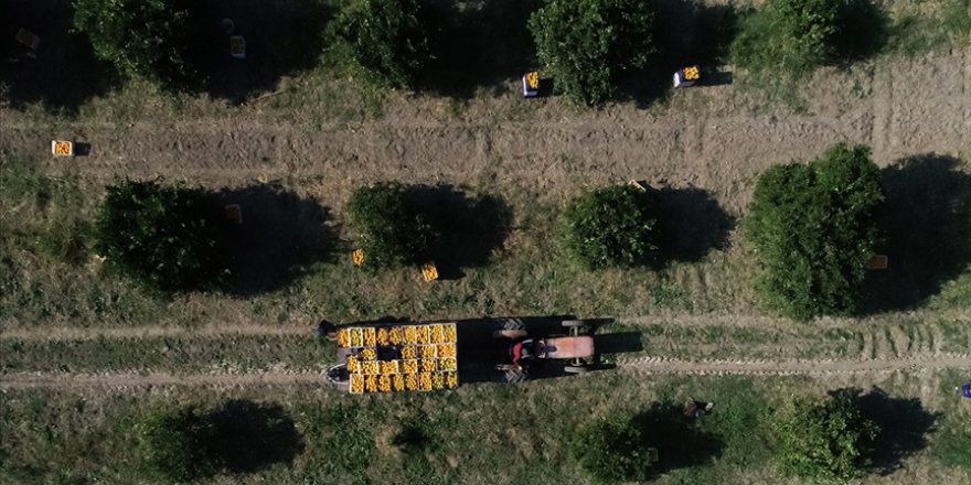 Antalya'nın yıllık tarımsal hasılası 17 milyar lira