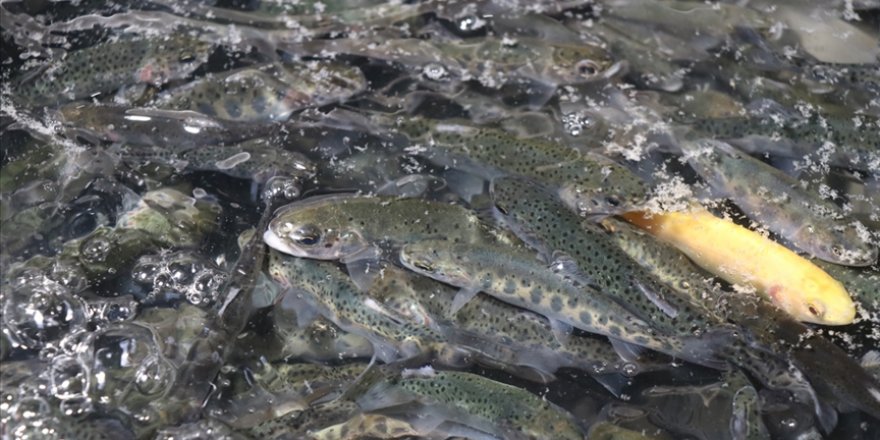 Su ürünlerinde destek miktarları belli oldu