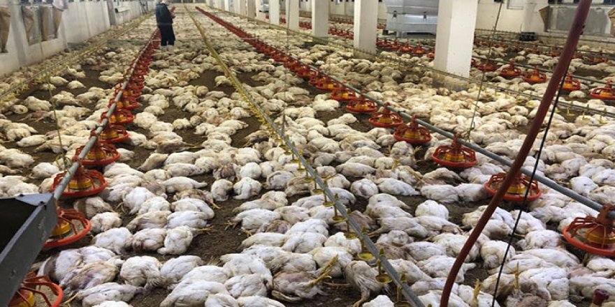 Havalandırma arızalanınca 20 bin tavuk öldü