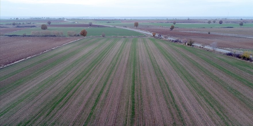 Trakya'nın verimli toprakları çiftçinin yüzünü güldürüyor