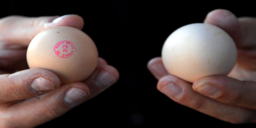 Yumurtalardaki sahteciliğe dikkat, kandırıyorlar