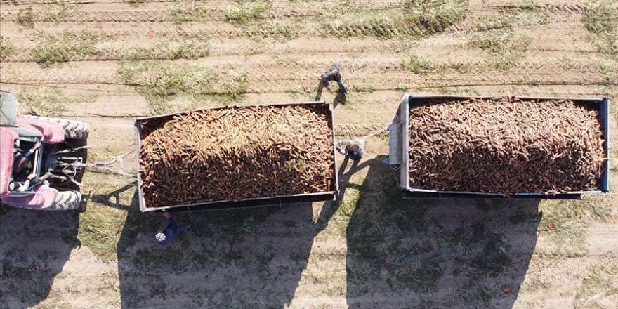 Türkiye'deki havucun yüzde 70'i Kaşınhanı'da üretiliyor