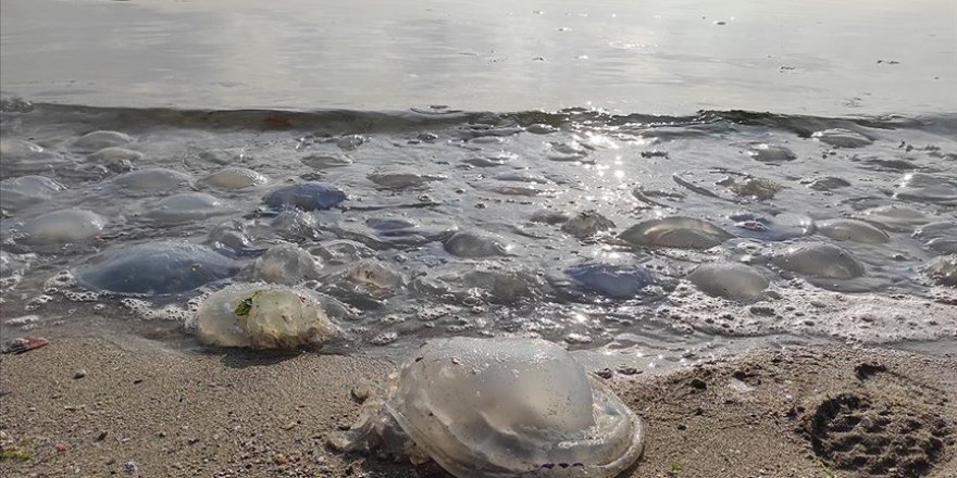 Marmara sahillerinde denizanası yoğunluğu