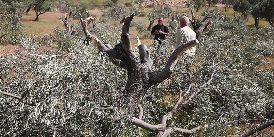 İsrail askerleri Batı Şeria'da Filistinlilere ait onlarca zeytin ağacını söktü