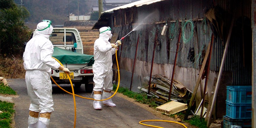Japonya'da kuş gribi salgını dalga dalga yayılıyor