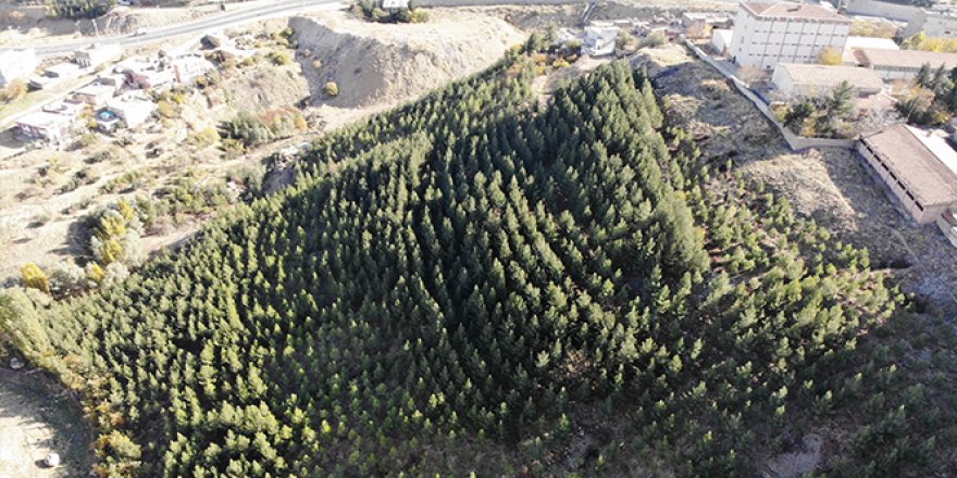 10 bin fidan dikip çöplük alanı ormanlık alana çevirdi