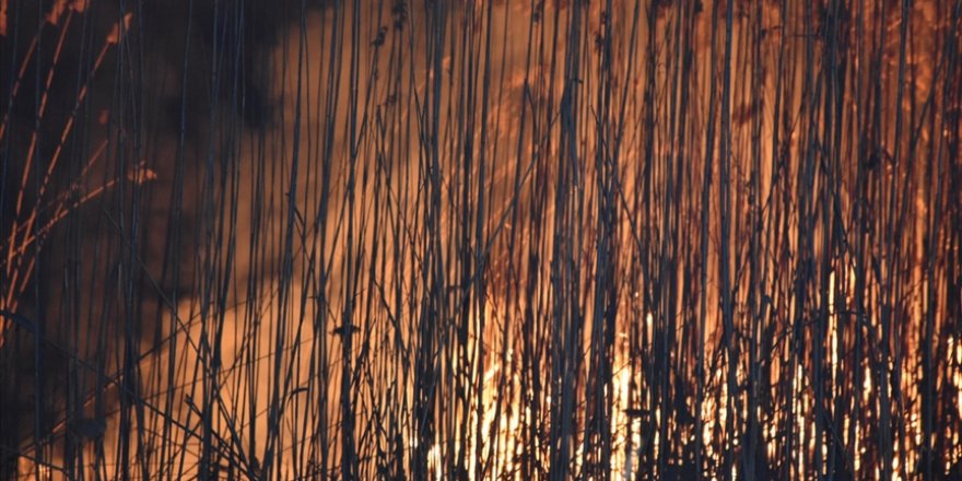 Eber Gölündeki yangında yaklaşık 600 dönüm kamışlık arazi zarar gördü