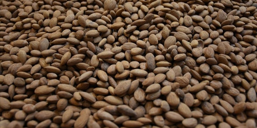 Coğrafi işaretli Malatya kayısı çekirdeğinden 9 milyon dolarlık ihracat