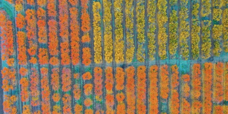 Amanoslar sonbahar renkleriyle kartpostallık görüntüler oluşturdu