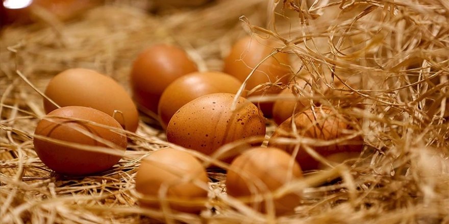 Tavuk yumurtası üretimi geçen yıl azaldı