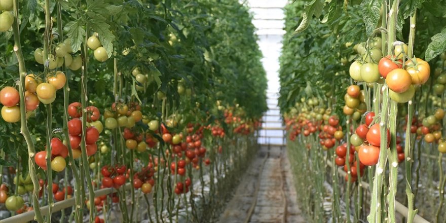 Antalya'da seralarda üretim kısıtlamada da devam etti