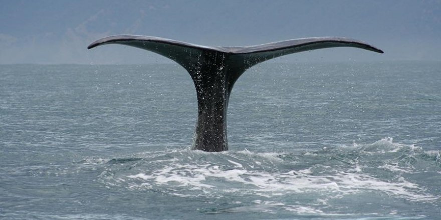 Bilim insanları, Meksika Körfezi’nde yeni bir balina türü keşfetti