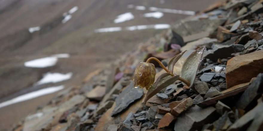 Nadir bir bitki türünün ilginç kamuflajı