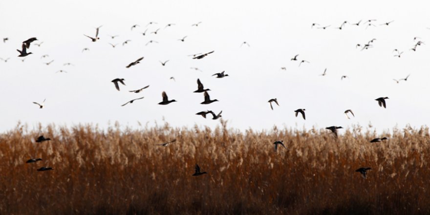 Göçmen kuşlar Ekşisu Sazlığı'nı mesken tuttu