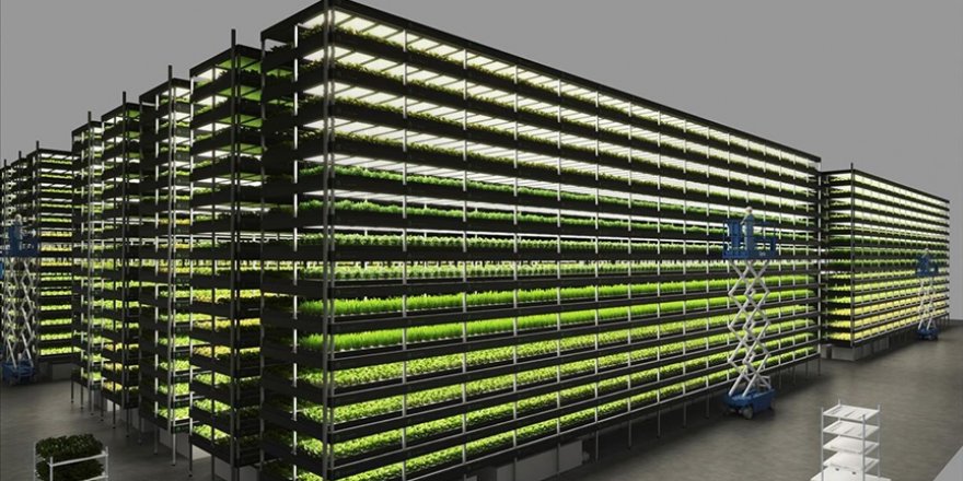 Danimarka’da 14 katlı 'dikey tarla' ile yılda 15 defa hasat yapılacak