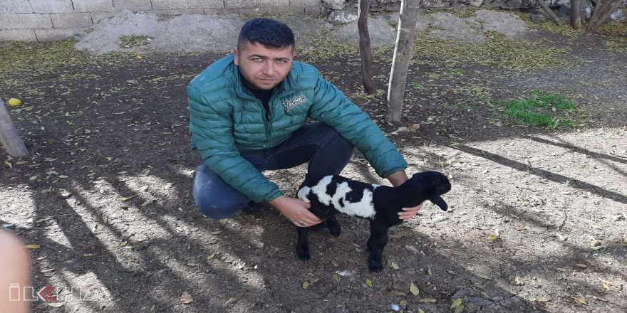 “Allah” lafzı yazılı kuzu ilgi odağı oldu