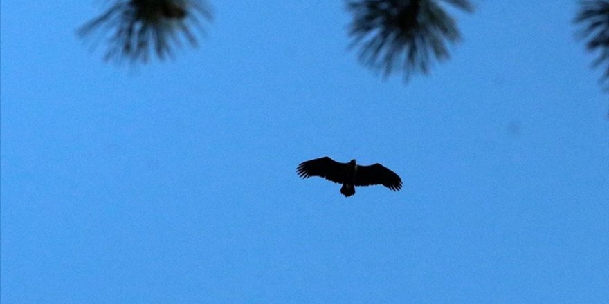 Kara akbabaların yuvası: Köroğlu Dağları