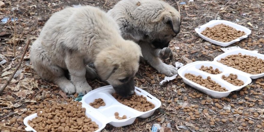 Kızılay gönüllüleri Kovid-19 kısıtlamasında sokak hayvanlarını unutmadı