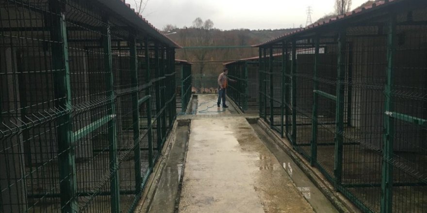 Bartın'daki merkezde sokak hayvanları hem iyileştiriliyor hem sahiplendiriliyor
