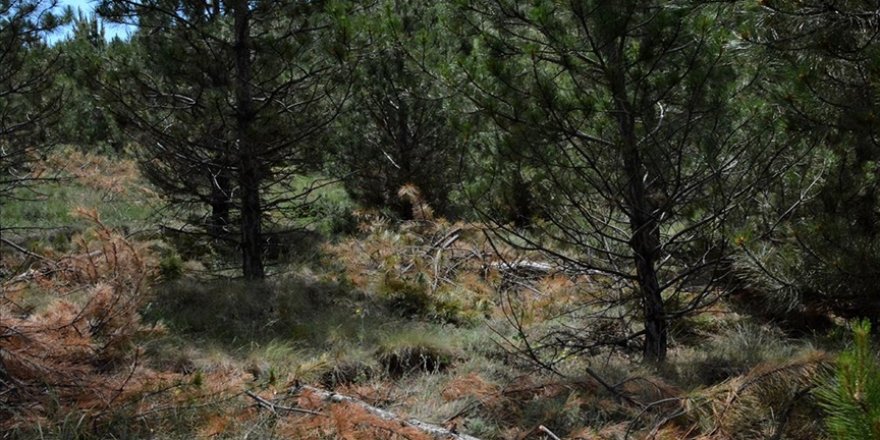 Kırşehir'de ormanlardan iki yılda 1 milyon 600 bin lira gelir elde edildi