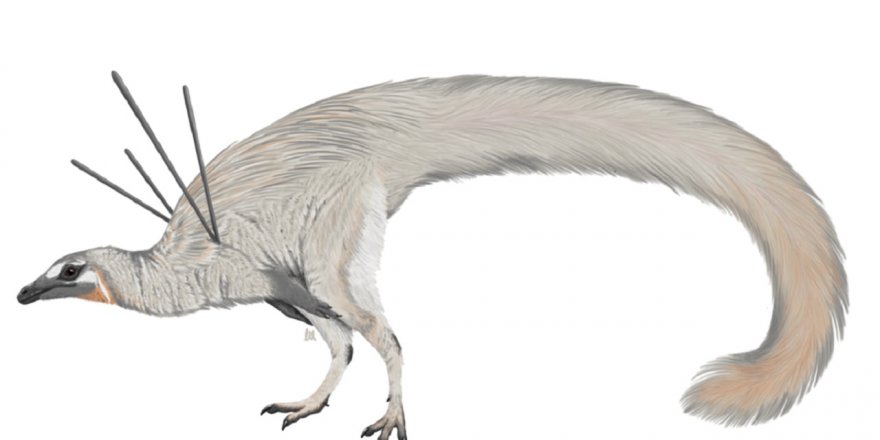 110 milyon yıl önce yaşamış yeni bir tüylü dinozor türü keşfedildi