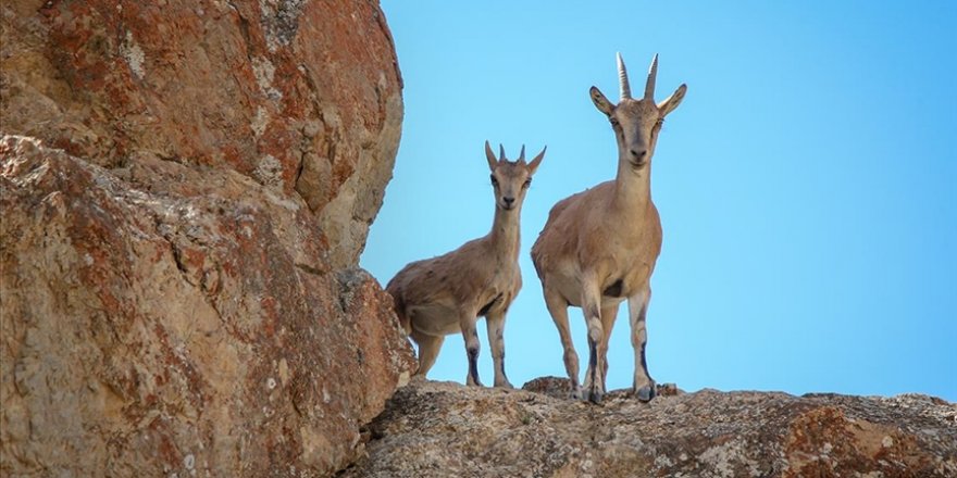 Kayaların usta tırmanıcıları: Yaban keçileri