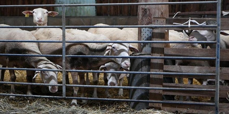 Avrupa Adalet Divanı'nın helal kesim kararı Müslümanların tepkisine yol açtı
