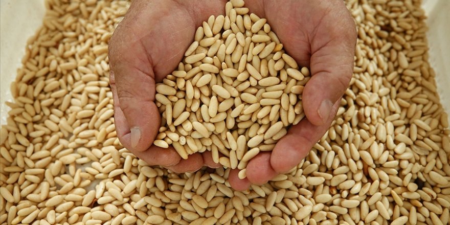 Türkiye 11 ayda 38 milyon dolarlık çam fıstığı ihracatı yaptı