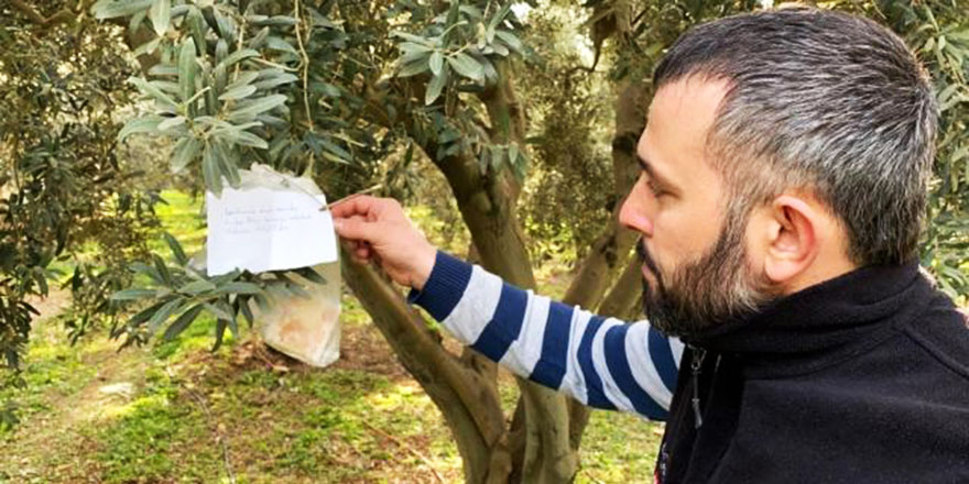 Zeytin ağacında koronavirüs notu duygulandırdı
