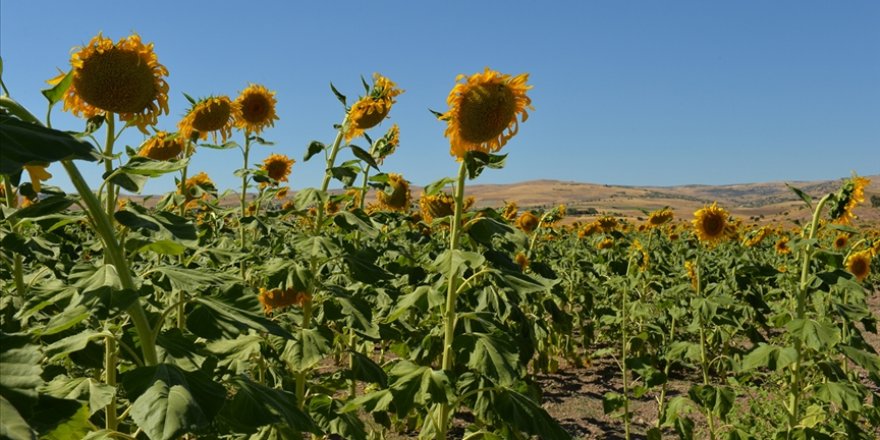 Trakya'daki kuraklık ayçiçeği verimini düşürdü