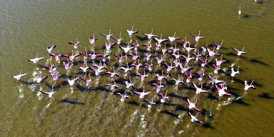 Tuzla Sulak Alanı'nda göçmen kuş akını yaşanıyor