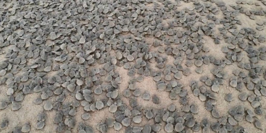 Amazon Nehri’nde kaplumbağa seli